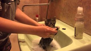 Kitten's Bath Time (Joon's First Bath)