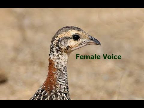 Kala teetar voice mp3 free download