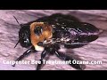 Carpenter Bees Freehold NJ Carpenter Bee Pest Control Treatment 732-504-3758 Ozane.com
