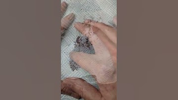Thumbnail of Gymnocalycium Cactus Fruit | Harvesting Seeds | #shorts