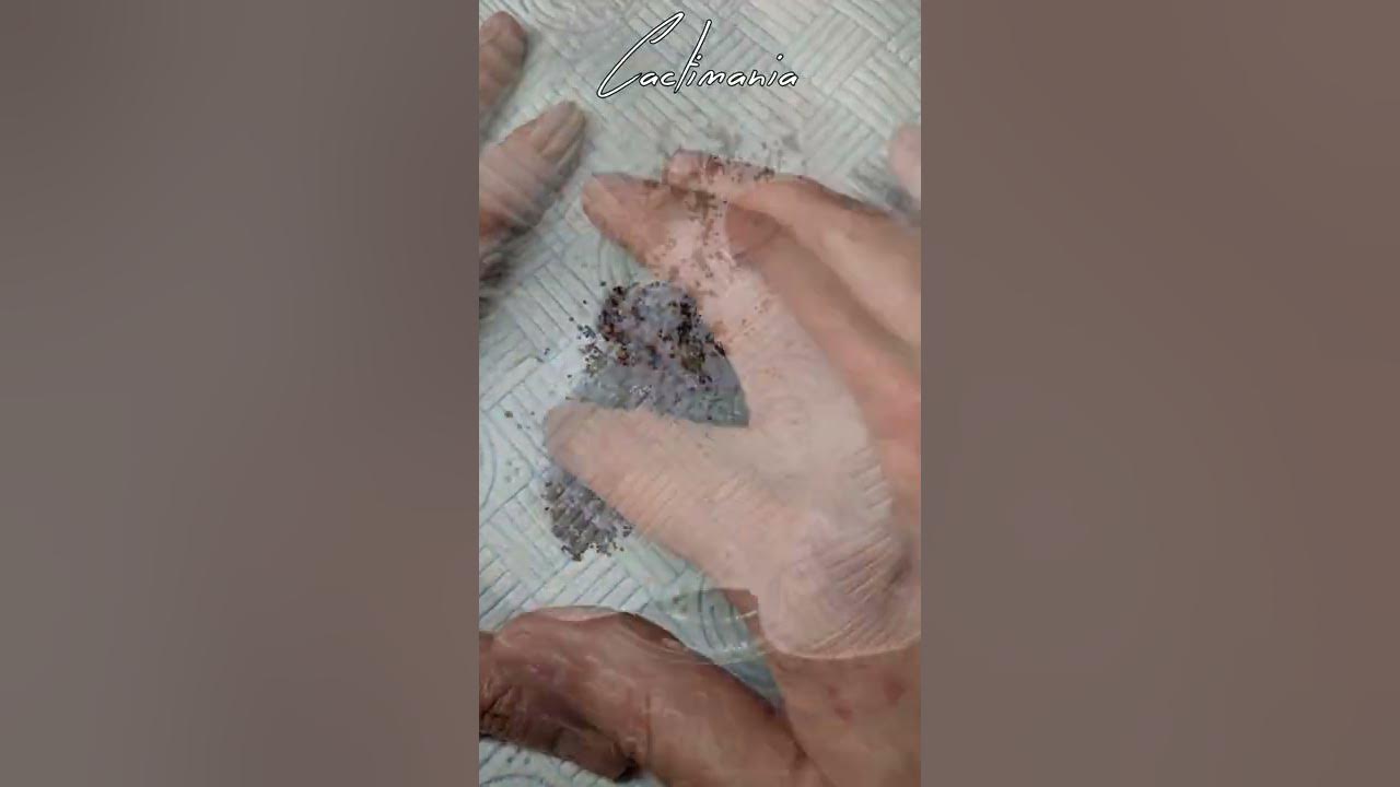 Gymnocalycium Cactus Fruit | Harvesting Seeds | #shorts