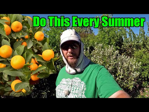 Do This Every Summer To Your Citrus Trees To Maximize Tree Health & Fruit Set