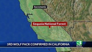 Researchers have identified a new pack of endangered gray wolves in California