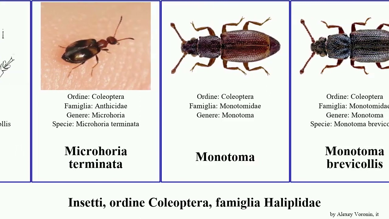 Insetti, ordine Coleoptera, famiglia Haliplidae monotoma euops ruficollis fasciata macrosiagon