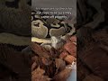 Amazing video of our snake shedding🐍🐍 #ballpython #snake #animals #pets #beautifulanimals #snakes