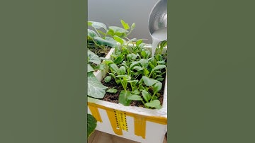 Đừng vội đổ nước vo gạo đi nếu bạn trồng cây, rau ban công, quanh nhà...