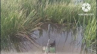 Bay trich re mai gia lap cong