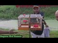 MERVIN VS LUCKY FIRE RED BIRD RACE AT HARBOR BRIDGE BIRD GROUND