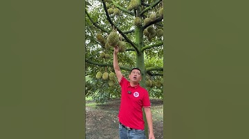 Chăm Sóc Sầu Riêng Lên Cơm, Chống Sượng  | Nông Nghiệp TKA