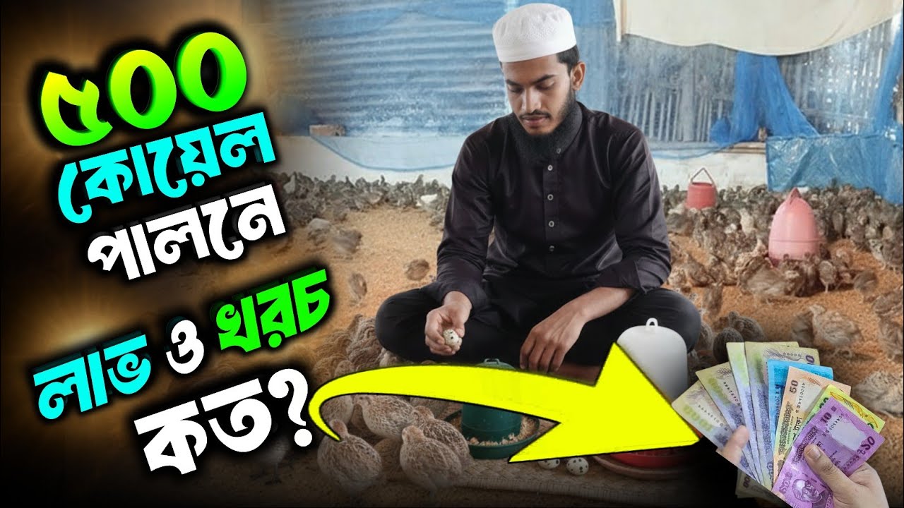 ৫০০ কোয়েল পালন করে মাসে কত টাকা লাভ? ৫০০ কোয়েল পালনে খরচ কত | কোয়েল ফার্ম ব্যবসা আইডিয়া ২০২৫।