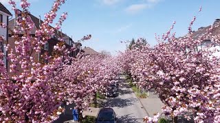 Drohnenflug: Kirschblüten in Krefeld, 24.04.2021
