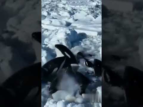 Katil balinalar buzulların arasına sıkıştı #shorts