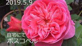 ボスコベル Youtube
