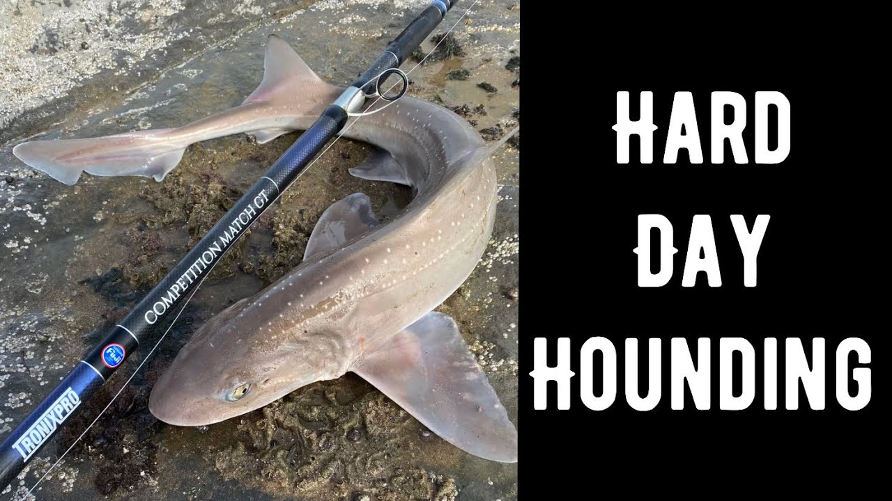 Hard day on the Hounds