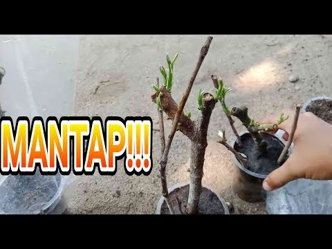 Video: Pohon Merah Misterius. Perbanyakan Vegetatif