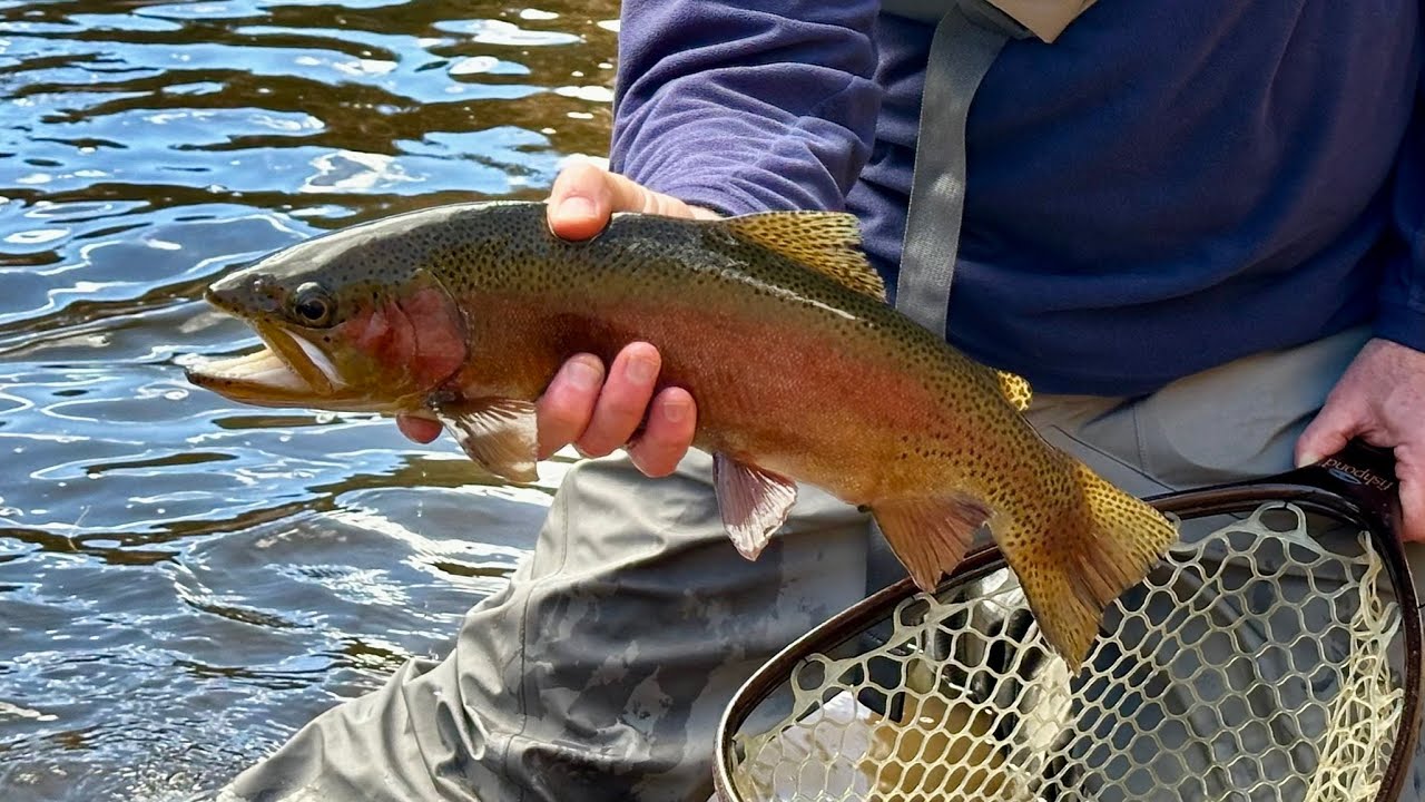 Fly Fishing CHEESMAN CANYON  & Involuntary  Amateur CLIFF DIVING!