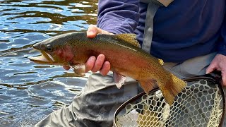 Fly Fishing CHEESMAN CANYON  & Involuntary  Amateur CLIFF DIVING!