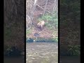 Grizzly bear trying to use my fishing net.