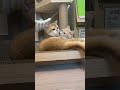 투닥투닥 #cute #cat