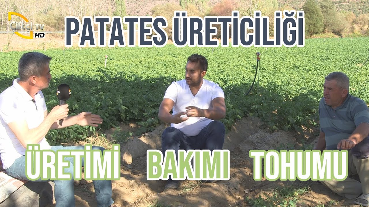 Patates Üreticiliği ( Üretimi-Bakımı-Tohumu) - Maksat Üretmek