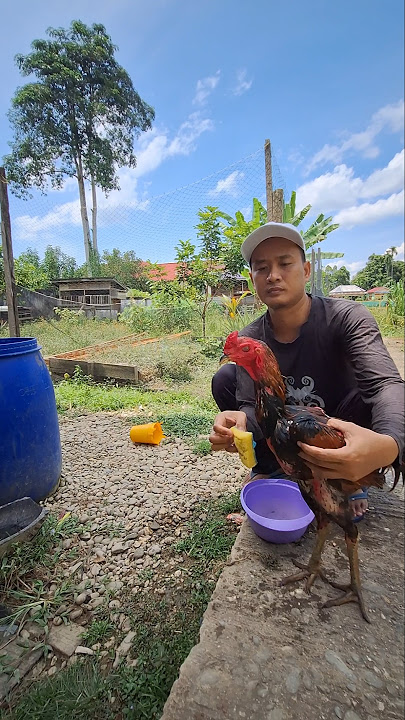 Bathing your favorite chicken