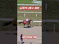 Goats on a tree in front in race 7 fourth victory today for jockey edgard zayas gulfstreampark