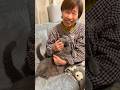 【ばあちゃんにべったりグレさん】 #bigcat #癒し