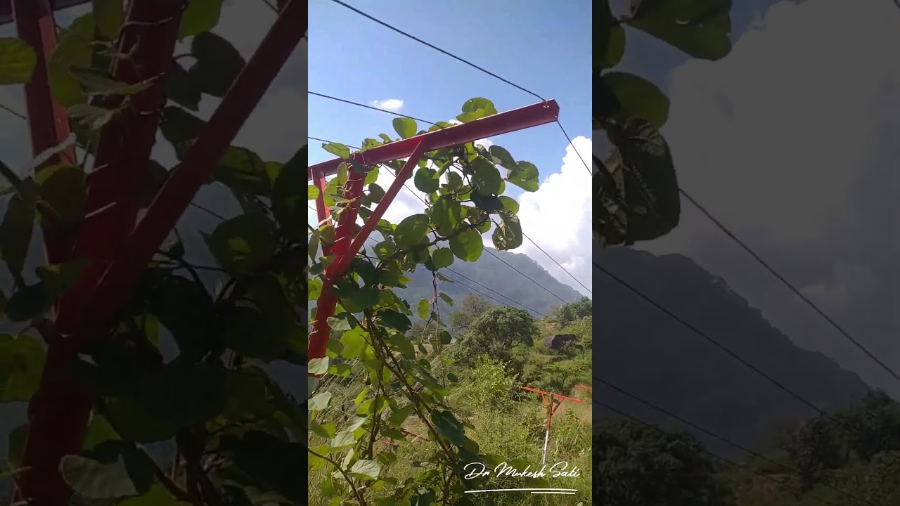 Preparation method for new KIWI Orchard development|| Dr. Mukesh Chandra 