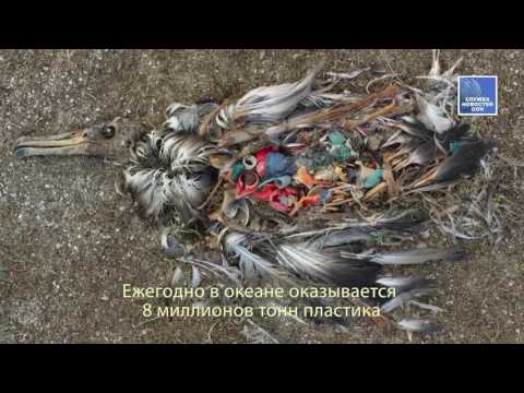 Видео: Отправить Стив Уилсон для изучения пластического загрязнения в Атлантике - Matador Network