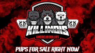 CALL IN NOW!!!!!! OUR AMERICAN BULLY PUPS ARE OFFICIALLY UP FOR SALE!!!!!!!! by KILLINOIS KENNELS 4,400 views 1 month ago 9 minutes, 32 seconds