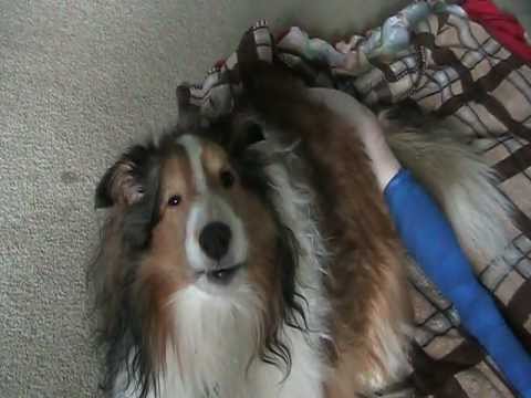 Drugged up dog - YouTube