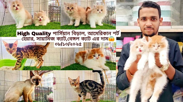 Video 11201121: persian cat american, exotic persian cat, quality persian cat, persian cat hair, bengal cat