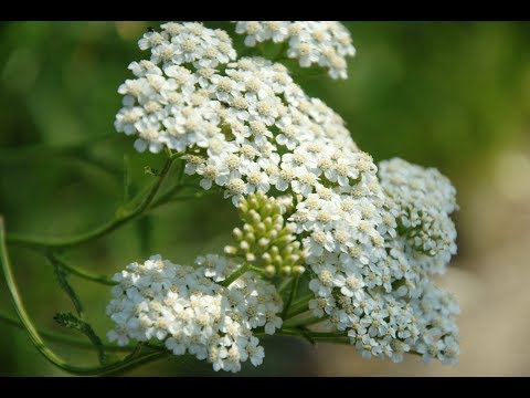 Video: Léčivé Vlastnosti Dřišťálu Obecného