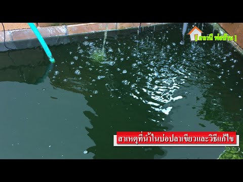 สาเหตุที่น้ำในบ่อปลาเขียวและวิธีแก้ไข