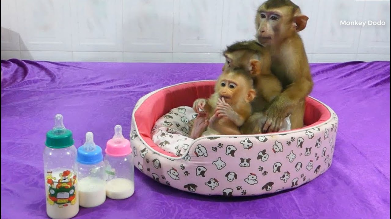 Woohoo Well Discipline!! Dodo, Donal And Moly Queued Up In Line Waiting Milk