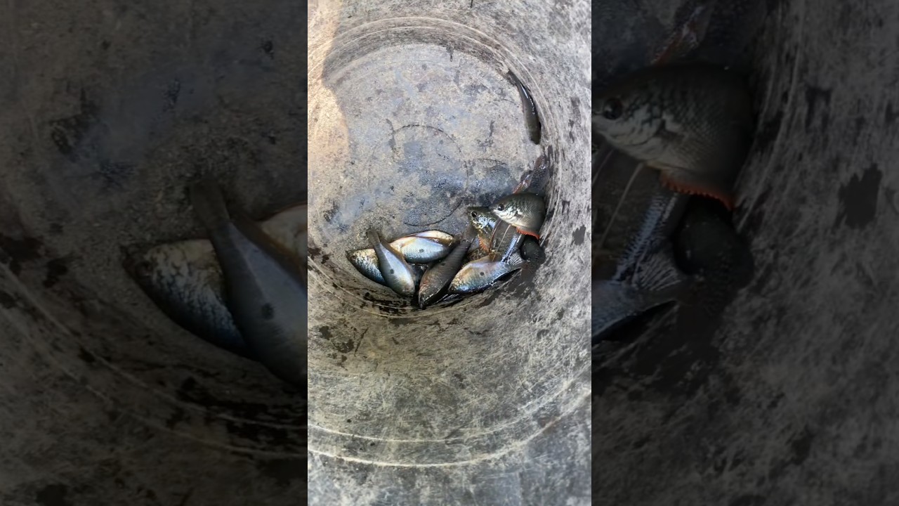 Nylekedogh gak nih? #ikan #hewan #main