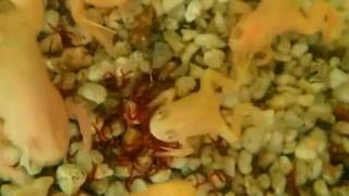 Young African Clawed Frogs Feeding (Xenopus laevis) || Fütterung der Krallenfrösche