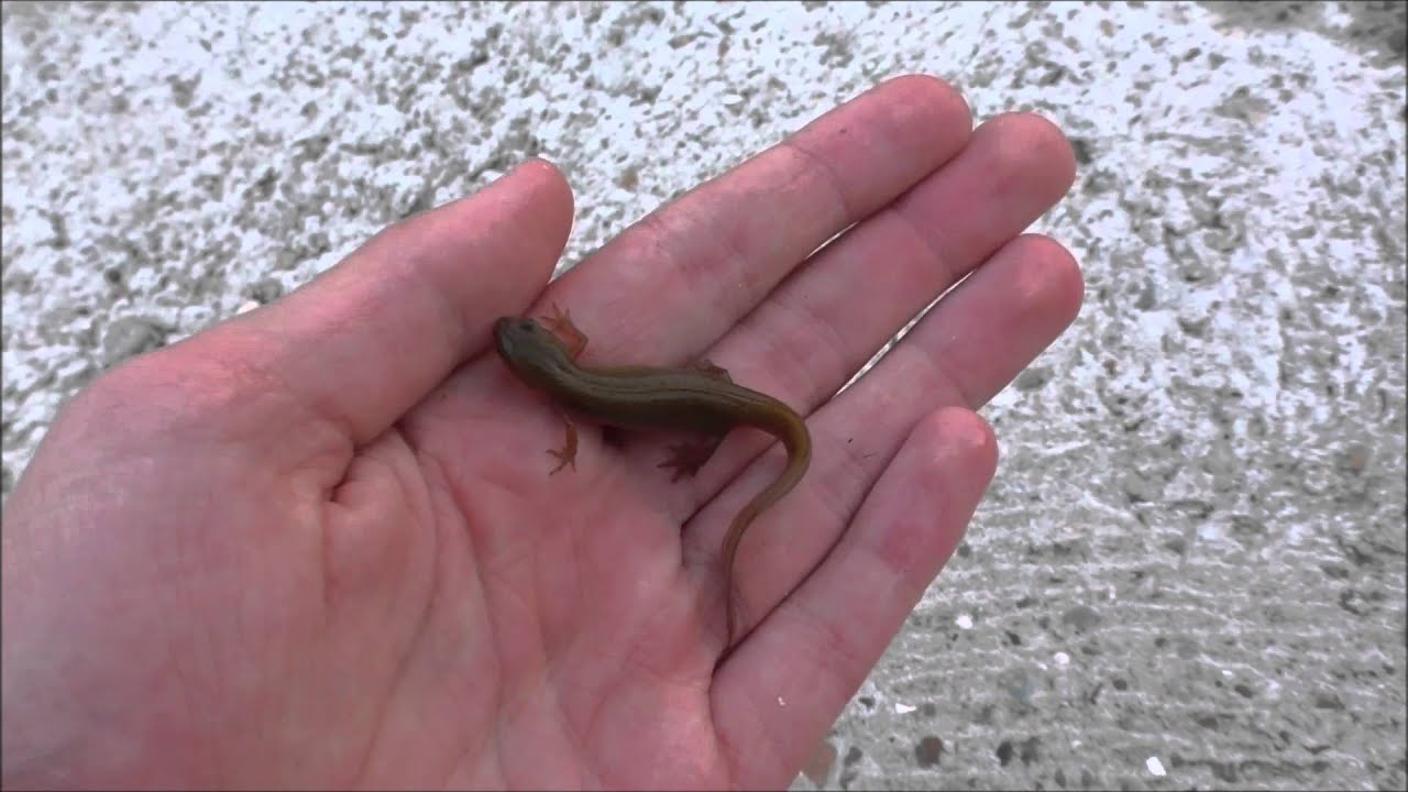 Smooth Newts ~ (Underwater Footage) Herping The Netherlands / Kleine Watersalamanders Diemerpark