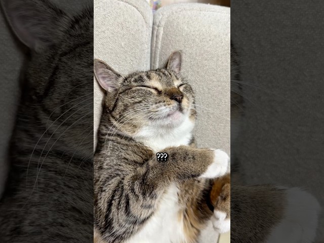 명절 고양이 사용법