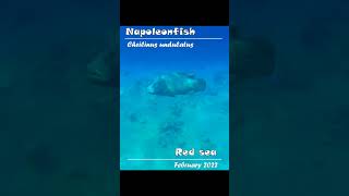 napoleonfish redsea #napoleonfish #redsea #animals #coralreef