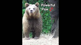 Majestic Bear in the Wild | Nature’s Powerful Giant