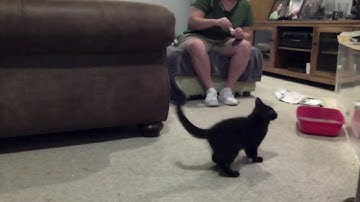 3-month-old kittens chasing catnip bubbles!