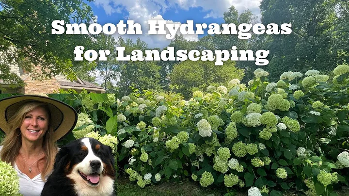 Smooth Hydrangeas For Landscaping