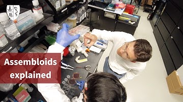 Highlights: How assembloids are changing the future of brain research