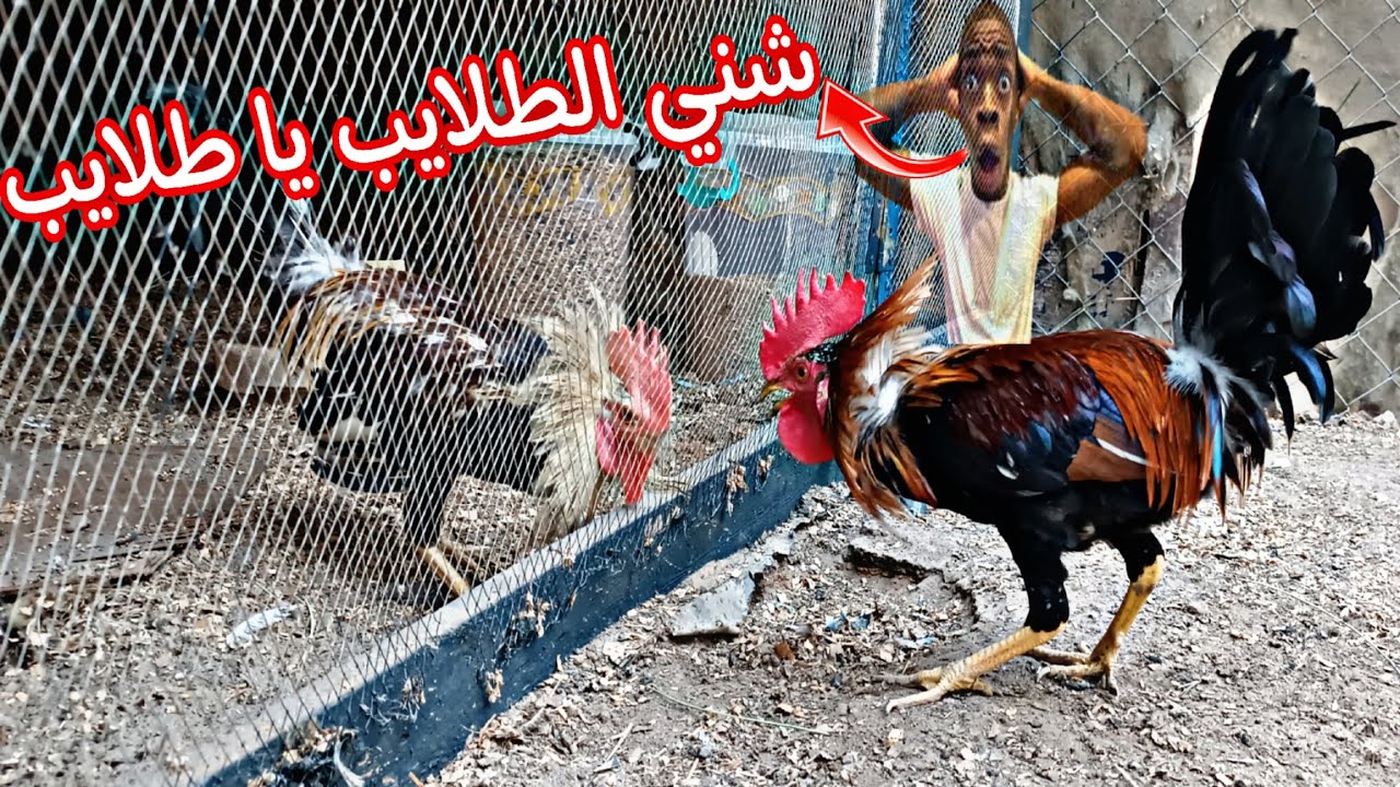 كتاكيت جديدة للمحمية🐥 المضلومة موتت الدجاج كتل 🤕🐓