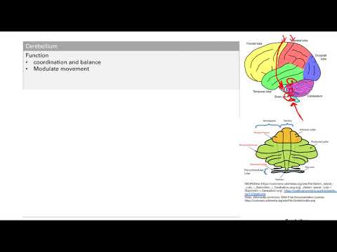 Cerebellum | Nervous system | Step 1 Simplified