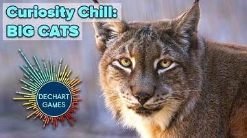 Curiosity Chill: Big Cats! w/ Bryan & Amelia of Dechart Games