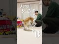 柴犬こむぎとボクの三浦半島の人気動画 YouTube急上昇ランキング (カテゴリ:ペットと動物)