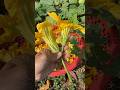 Cutting pumpkin flowers #gardening #harvesting #satisfying #amazing #pumpkin #flowers