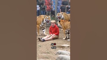 Cậu bé rơi vào khu Hổ của sở thú #shorts